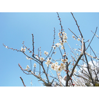 白い梅の木の(1)写真
