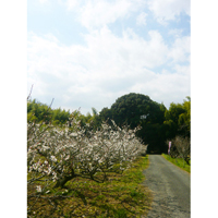 白い梅の木の(3)写真