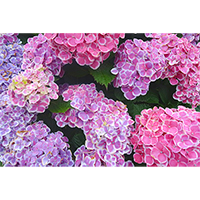 いろんな品種の紫陽花の写真素材(1)