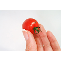 指でつまんでいるミニトマトの写真素材