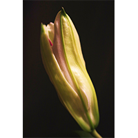 開花したカサブランカの写真素材