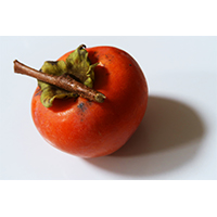 よく熟した枝付きの柿の写真素材