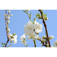 白の梅の花の写真素材