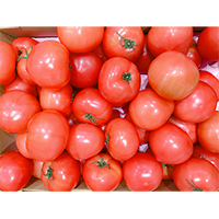 箱いっぱいのトマトの写真素材