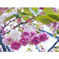 桜満開の無料写真