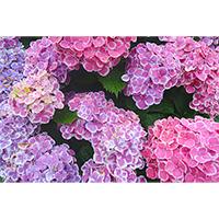 いろんな品種の紫陽花の写真素材(1)