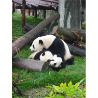 可愛すぎる親子パンダの写真素材(4)