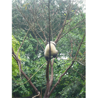 パンダが後ろ向きで木に挟まっている写真素材