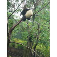 パンダが横向きで木に挟まっている写真素材