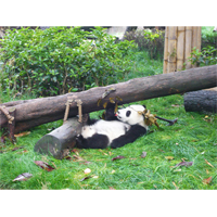 自由気ままなパンダの写真素材(2)