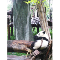 自由気ままなパンダの写真素材(3)