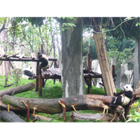 自由気ままなパンダの写真素材(4)