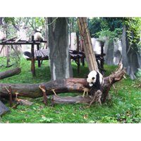 自由気ままなパンダの写真素材(5)