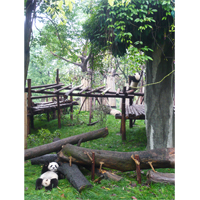 自由気ままなパンダの写真素材(6)