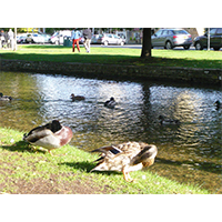 陽を浴びる鴨の群れ写真素材(2)