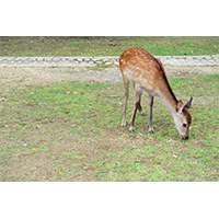 芝生の上で餌を探す鹿(1)の写真