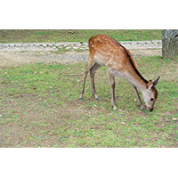芝生の上で餌を探す鹿(2)の写真