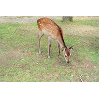 芝生の上で餌を探す鹿(3)の写真