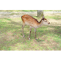 芝生の上で餌を探す鹿(4)の写真