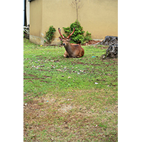 芝生の上でひなたぼっこをする鹿(1)の写真