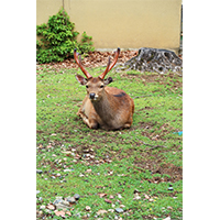 芝生の上でひなたぼっこをする鹿(2)の写真