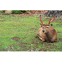 芝生の上でひなたぼっこをする鹿(3)の写真