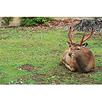 芝生の上でひなたぼっこをする鹿(4)の写真