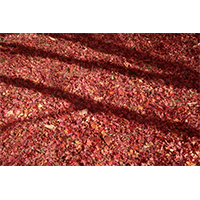 地面いっぱいに広がる紅葉の絨毯の写真素材
