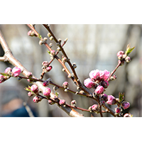 ピンクの梅の花の写真素材