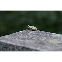 岩の上でひと休みするカエルの写真素材