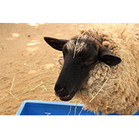 草を食べる羊の写真素材
