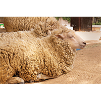 お昼寝する羊の写真素材