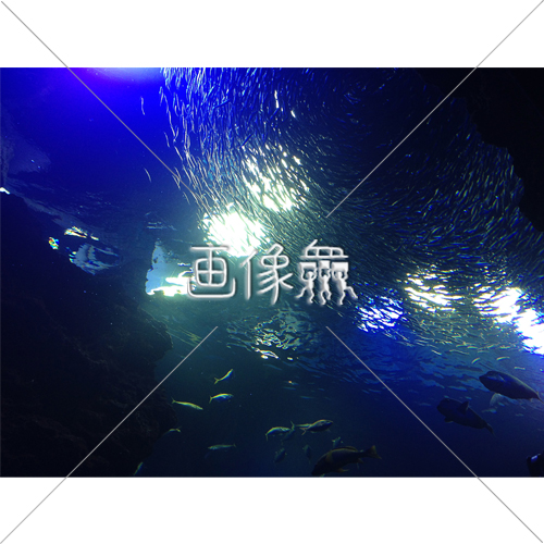 熱帯魚の写真 画像衆 デザインを簡単レベルアップ 写真 模様 イラストのダウンロードサイト