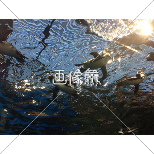 ペンギンが泳ぐ写真 画像衆 デザインを簡単レベルアップ 写真 模様 イラストのダウンロードサイト