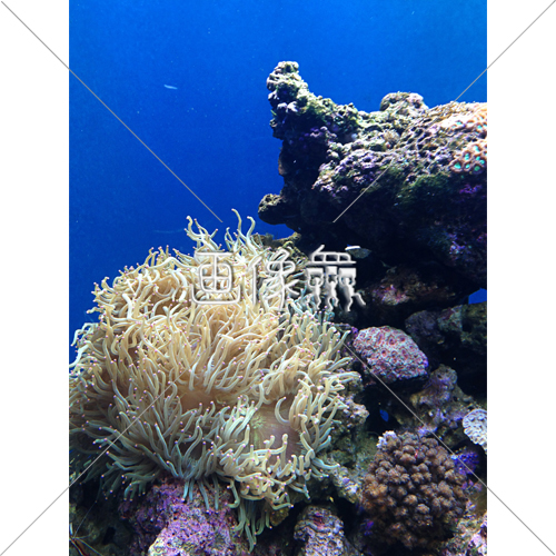 海中の 写真 画像衆 デザインを簡単レベルアップ 写真 模様 イラストのダウンロードサイト