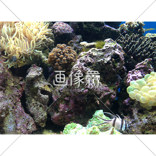 海中の 21 写真 画像衆 デザインを簡単レベルアップ 写真 模様 イラストのダウンロードサイト 海中の 21 写真 画像衆 デザインを簡単レベルアップ 写真 模様 イラストのダウンロードサイト