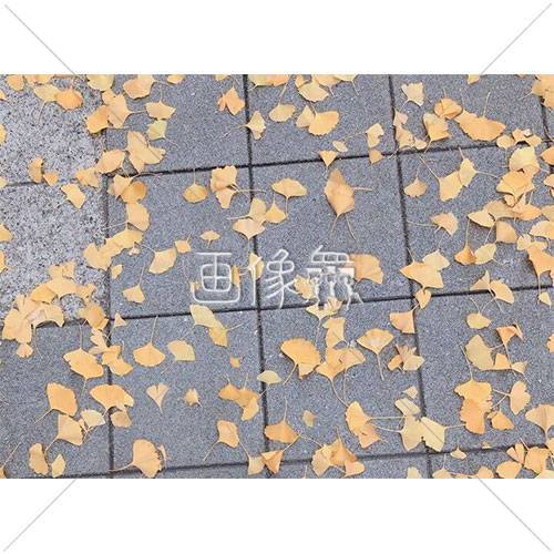 散らばるイチョウの写真素材 画像衆 デザインを簡単レベルアップ 写真 模様 イラストのダウンロードサイト