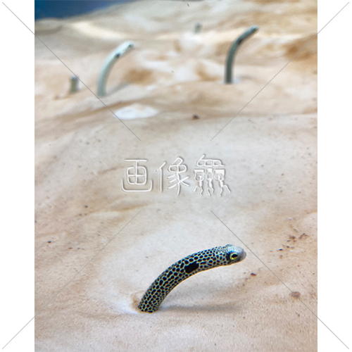 砂底から覗くチンアナゴの写真素材 画像衆 デザインを簡単レベルアップ 写真 模様 イラストのダウンロードサイト