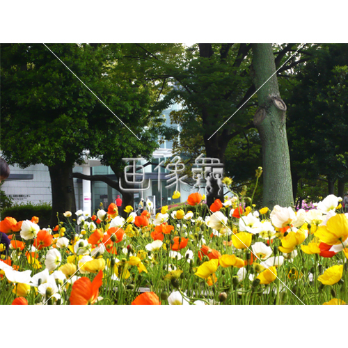 アイスランドポピーの 6 写真 画像衆 デザインを簡単レベルアップ 写真 模様 イラストのダウンロードサイト