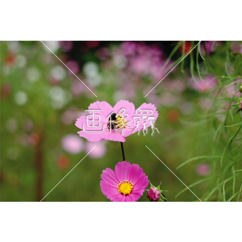 ピンクコスモスの 5 写真 画像衆 デザインを簡単レベルアップ 写真 模様 イラストのダウンロードサイト ピンクコスモスの 5 写真 画像衆 デザインを簡単レベルアップ 写真 模様 イラストのダウンロードサイト