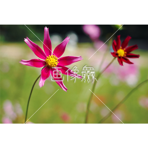レッドコスモスの 1 写真 画像衆 デザインを簡単レベルアップ 写真 模様 イラストのダウンロードサイト