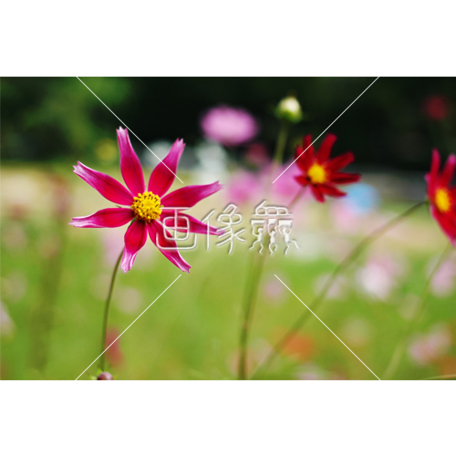 レッドコスモスの 2 写真 画像衆 デザインを簡単レベルアップ 写真 模様 イラストのダウンロードサイト