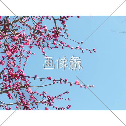梅の木の 1 写真 画像衆 デザインを簡単レベルアップ 写真 模様 イラストのダウンロードサイト 梅の木の 1 写真 画像衆 デザインを簡単レベルアップ 写真 模様 イラストのダウンロードサイト