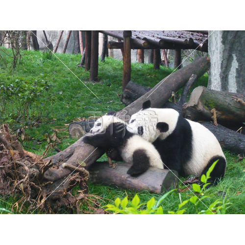 可愛すぎる親子パンダの写真素材 6 画像衆 デザインを簡単レベルアップ 写真 模様 イラストのダウンロードサイト