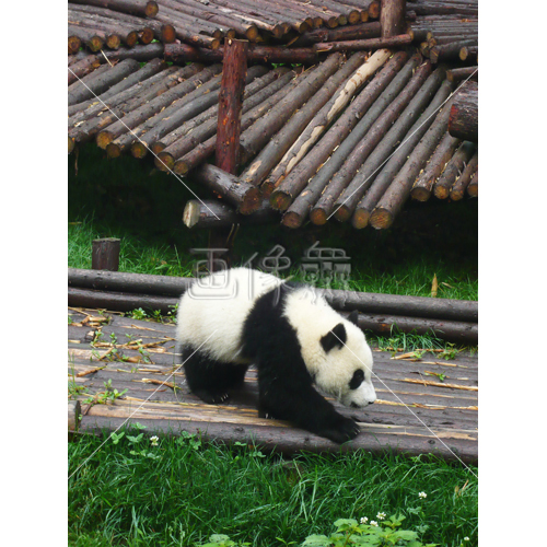 これぞパンダ の写真素材 3 画像衆 デザインを簡単レベルアップ 写真 模様 イラストのダウンロードサイト これぞパンダ の写真素材 3 画像衆 デザインを簡単レベルアップ 写真 模様 イラストのダウンロードサイト