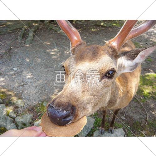 せんべいを食べる鹿の写真 画像衆 デザインを簡単レベルアップ