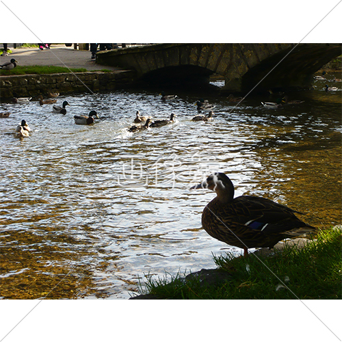 イギリスの川と鴨の群れの写真素材 1 画像衆 デザインを簡単レベルアップ 写真 模様 イラストのダウンロードサイト