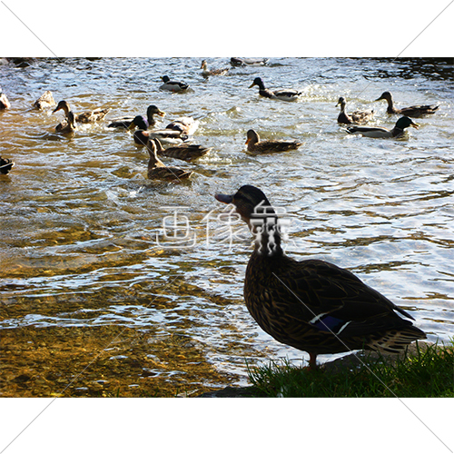 イギリスの川と鴨の群れの写真素材 2 画像衆 デザインを簡単レベルアップ 写真 模様 イラストのダウンロードサイト