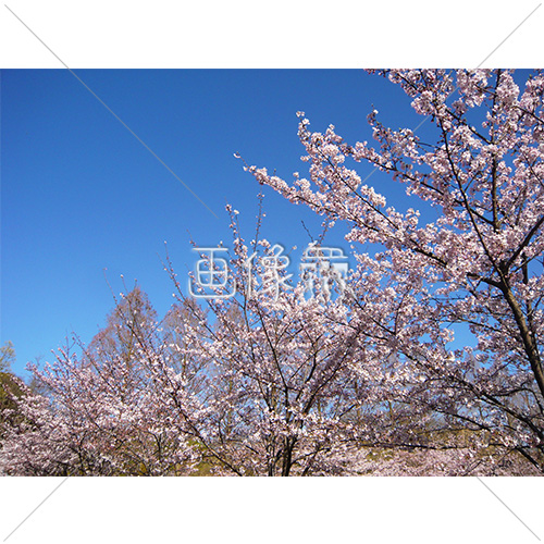 お花見日和の桜の写真 3 画像衆 デザインを簡単レベルアップ 写真 模様 イラストのダウンロードサイト