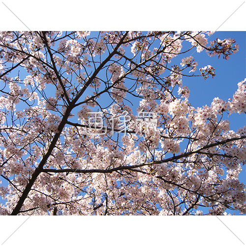 お花見日和の桜の写真 7 画像衆 デザインを簡単レベルアップ 写真 模様 イラストのダウンロードサイト お花見日和の桜の写真 7 画像衆 デザインを簡単レベルアップ 写真 模様 イラストのダウンロードサイト